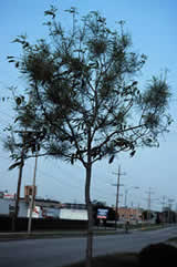 ash tree